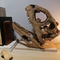 Dinosaur Skull - Majungasaurus - Thumbnail 4