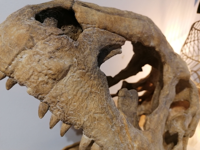 Dinosaur Skull - Majungasaurus 3D Print 495381