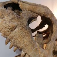 Dinosaur Skull - Majungasaurus - Thumbnail 5