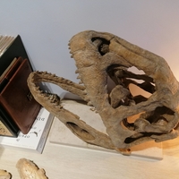 Dinosaur Skull - Majungasaurus - Thumbnail 6