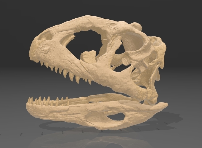 Dinosaur Skull - Majungasaurus 3D Print 495383