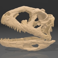 Dinosaur Skull - Majungasaurus - Thumbnail 7