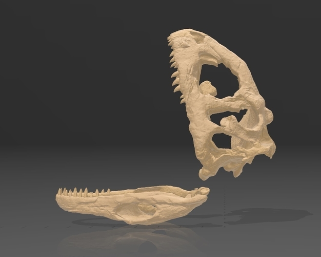 Dinosaur Skull - Majungasaurus 3D Print 495384