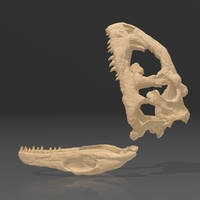 Dinosaur Skull - Majungasaurus - Thumbnail 8