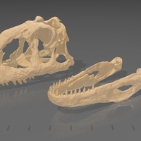 Dinosaur Skull - Majungasaurus - Thumbnail 9