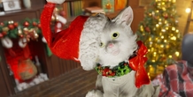 Image 497858