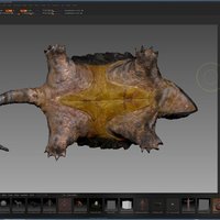 Snapping Turtle - Thumbnail 4