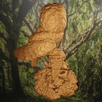 Owl  - Thumbnail 9