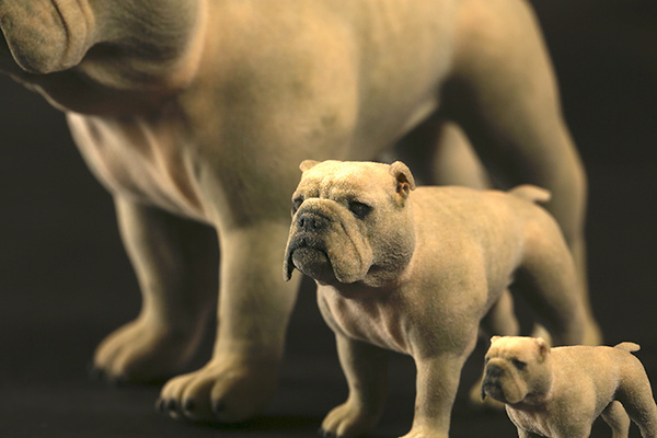 bulldog