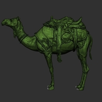 Arabian camel - Thumbnail 2