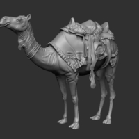 Arabian camel - Thumbnail 3