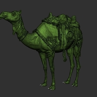 Arabian camel - Thumbnail 4