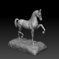 Arabian Horse - Thumbnail 5
