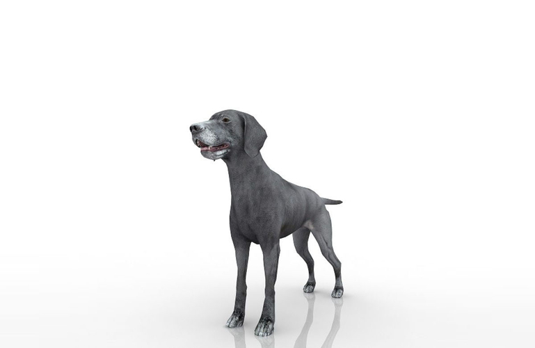 Dog 3D Model 3D Print 506965