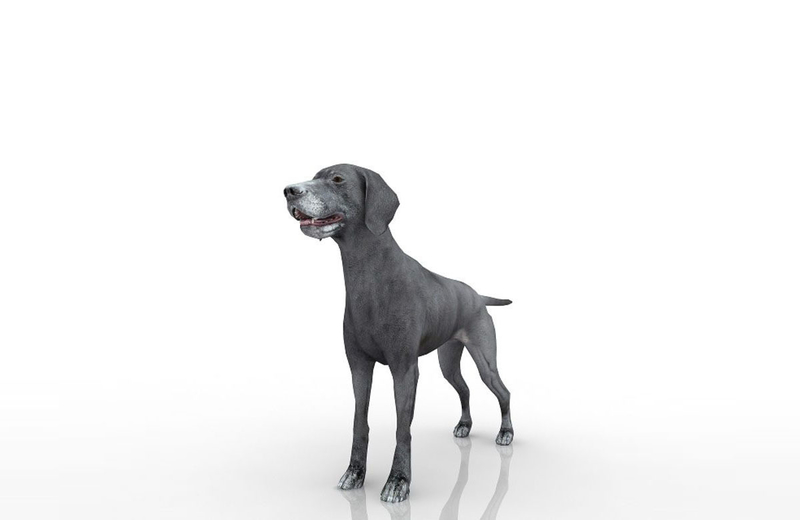 Dog 3D Model