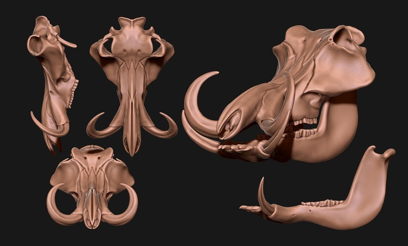 Phacochoerus Skull  3D Print 507328