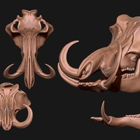 Small Phacochoerus Skull  3D Printing 507328