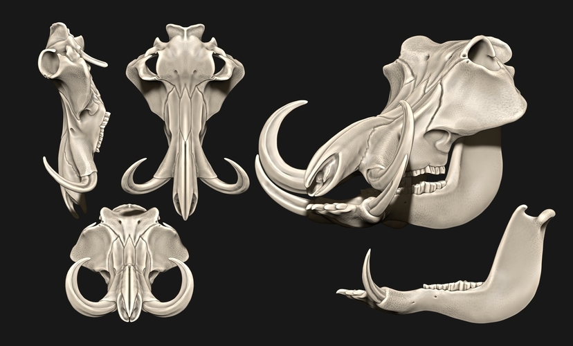 Phacochoerus Skull  3D Print 507329