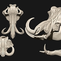 Phacochoerus Skull  - Thumbnail 2