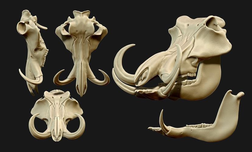 Phacochoerus Skull  3D Print 507330
