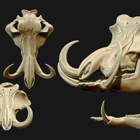 Phacochoerus Skull  - Thumbnail 3