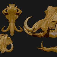 Phacochoerus Skull  - Thumbnail 4