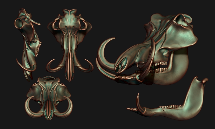 Phacochoerus Skull  3D Print 507332