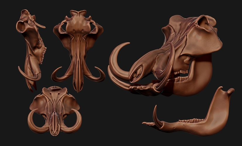 Phacochoerus Skull  3D Print 507333