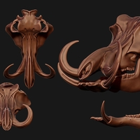 Phacochoerus Skull  - Thumbnail 6