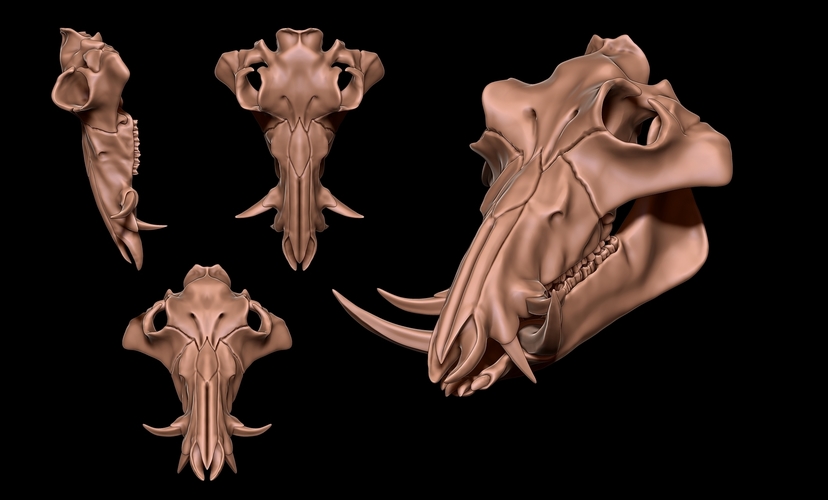 Boar Skull 3D Print 507338