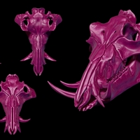 Boar Skull - Thumbnail 2