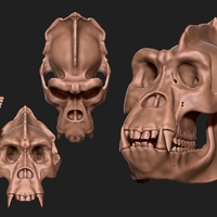 Small Gorilla Skull 3D Printing 507343