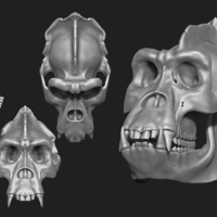 Gorilla Skull - Thumbnail 2