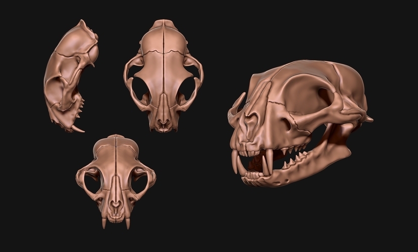 Common Cat Skull 3D Print 507348