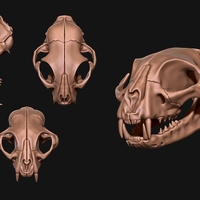 Small Common Cat Skull 3D Printing 507348