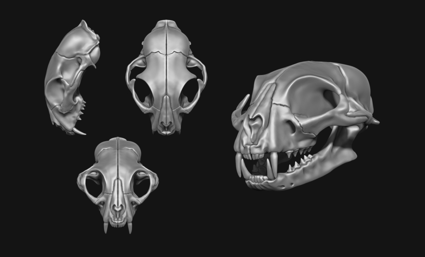 Common Cat Skull 3D Print 507349
