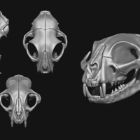 Common Cat Skull - Thumbnail 2