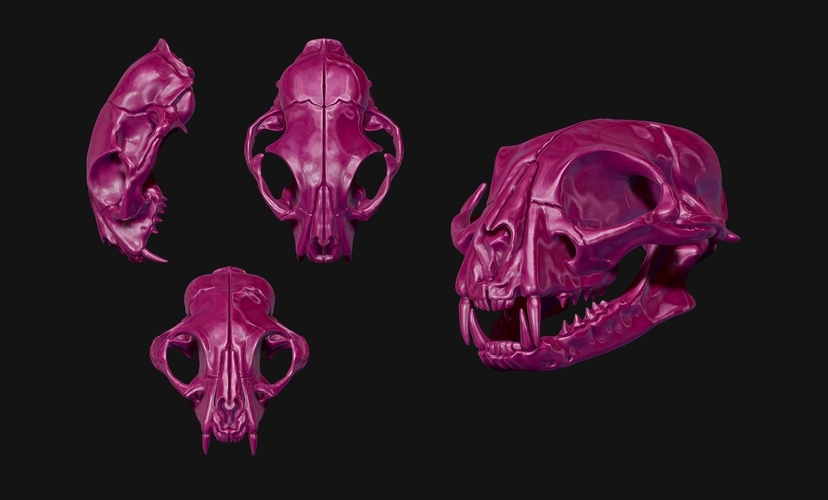 Common Cat Skull 3D Print 507351