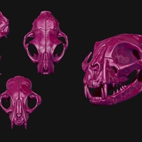 Common Cat Skull - Thumbnail 4