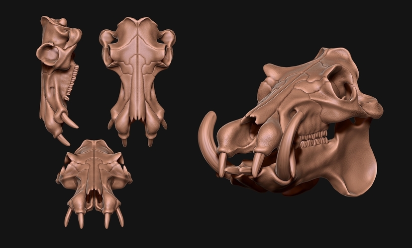 Hippopotamus Skull 3D Print 507353