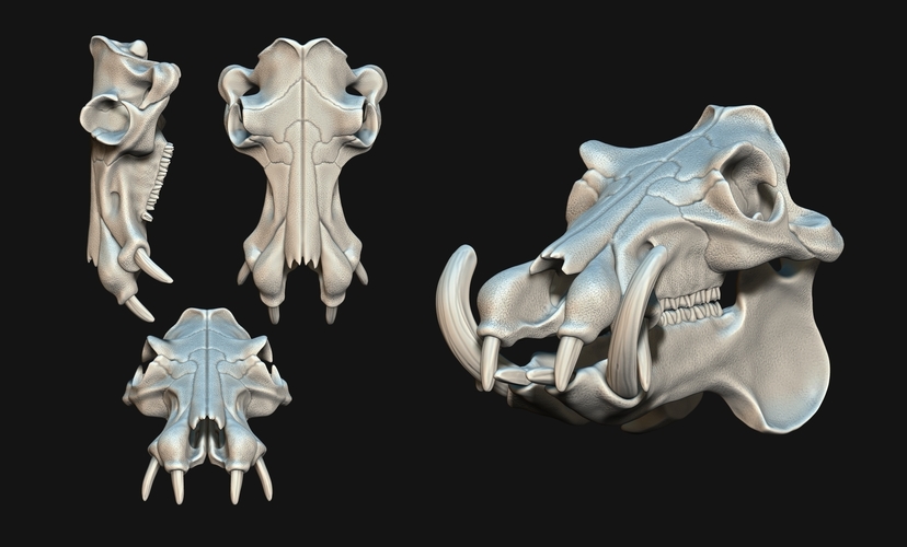 Hippopotamus Skull 3D Print 507356