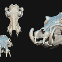 Hippopotamus Skull - Thumbnail 4