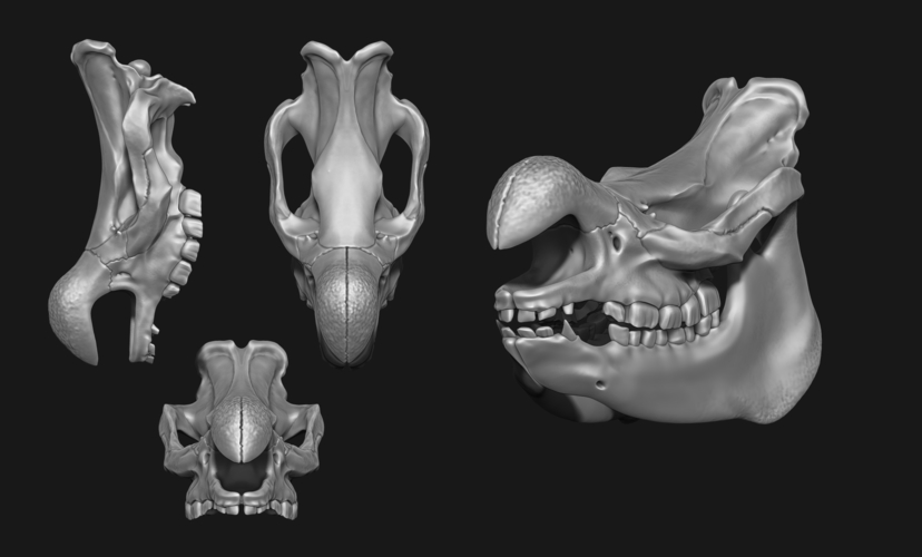 White Rhinoceros Skull 3D Print 507359