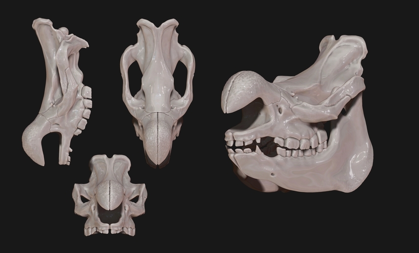 White Rhinoceros Skull 3D Print 507361