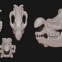 White Rhinoceros Skull - Thumbnail 4