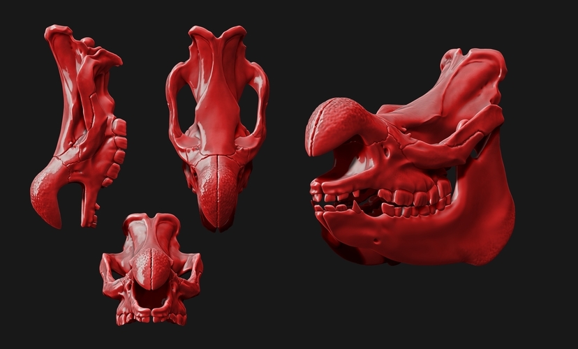 White Rhinoceros Skull 3D Print 507362