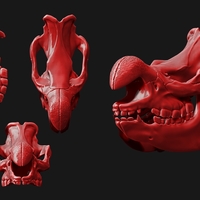 White Rhinoceros Skull - Thumbnail 5