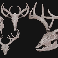 Deer Skull - Thumbnail 6