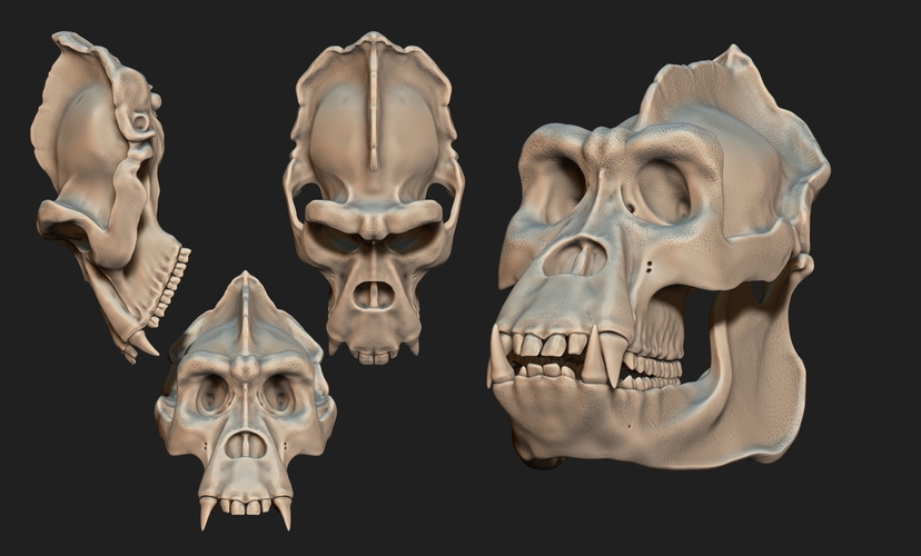 Gorilla Skull 3D Print 507481