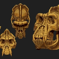 Gorilla Skull - Thumbnail 4